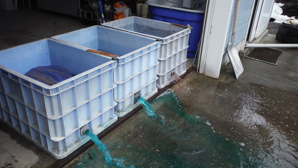 種籾浸種の液入れ替え